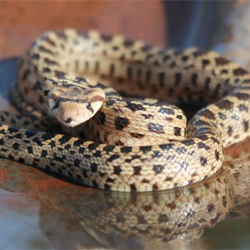 Gopher Snake