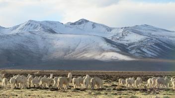 Alpaca herd near the Ccoypani field site.