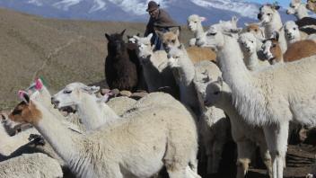 Alpaca herder near the Ccoypani field site.