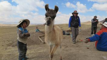 David also enlisted the help of a baby llama.