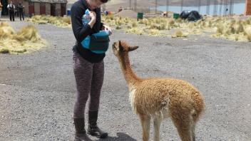 Lauren greeted by a baby vicuna at a tourist stop between Arequipa and Puno.