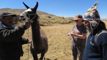 Rachel uses this opportunity to advance her research on camelid fibers.