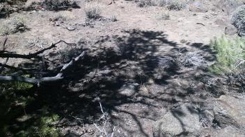 Survey, rock ring feature