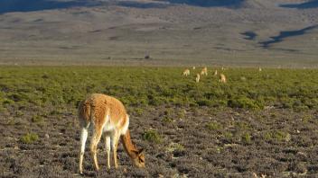 Vicuna--wild ancestor of the alpaca--seen grazing near the Ccoypani field site.