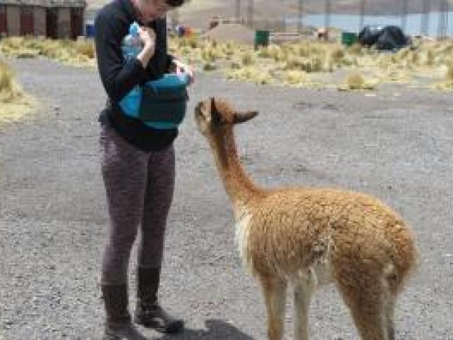 Student at field school in Peru greeted by a baby vicuna at a tourist stop between Arequipa and Puno