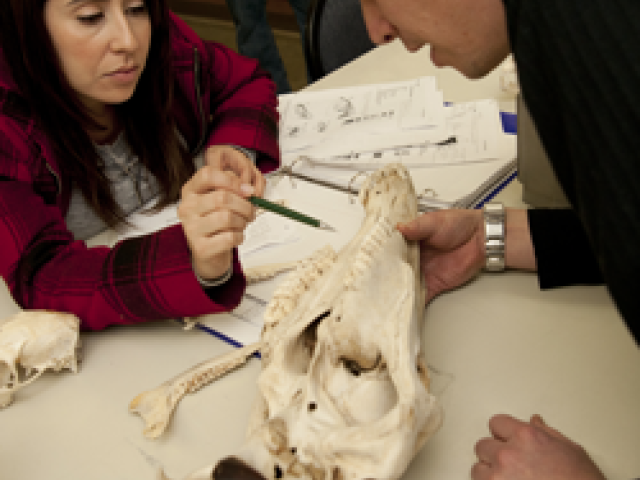 Mammal Skull
