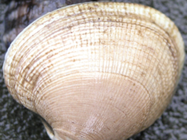 Mollusk Collection