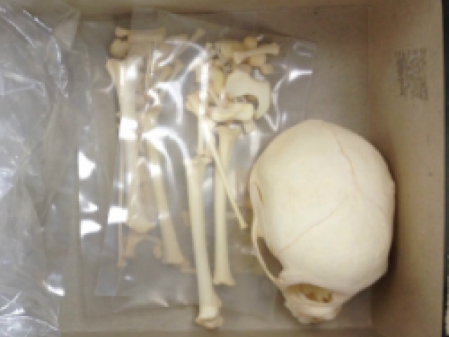 Primate Skeletal Collection