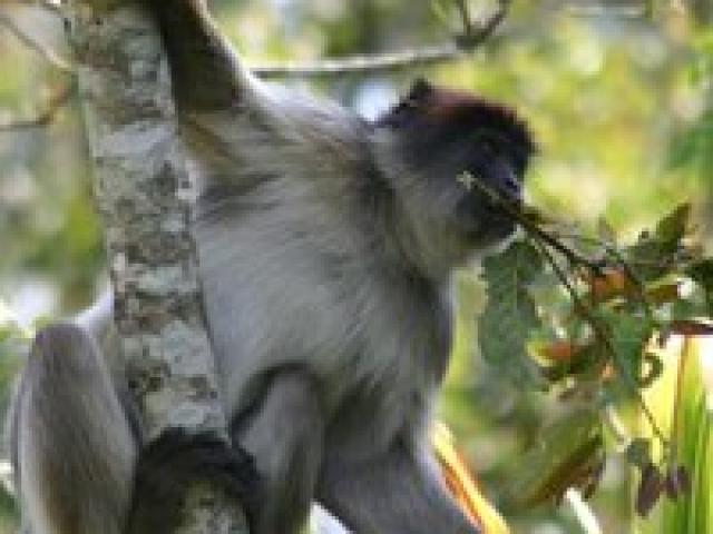 Primatology - Red Colobus Monkey, photo by Lynne Isbell