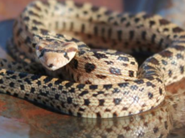 Gopher Snake