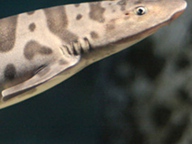 Leopard Shark