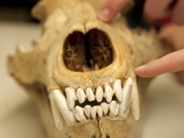 Zooarchaeology Lab
