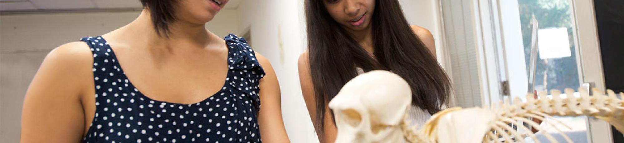 Anthropology Minor students looking at animal skeleton