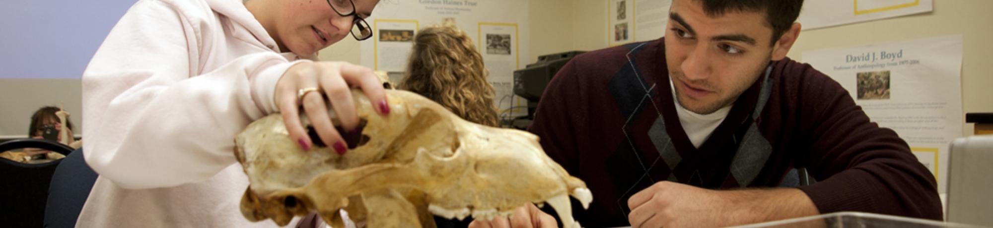 Anthropology class with students looking at animal skull